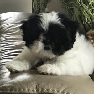 Meet your Posher, Elizabeth